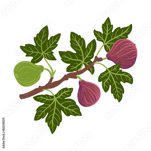 vector drawing fig tree branch with fruits and green leaves isolated at white background, hand drawn illustration