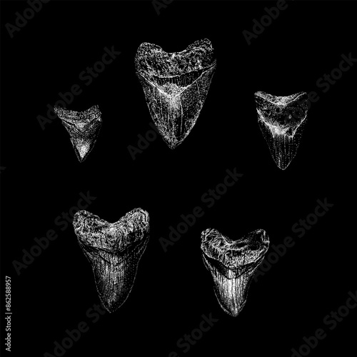 megalodon teeth hand drawing vector isolated on black background.