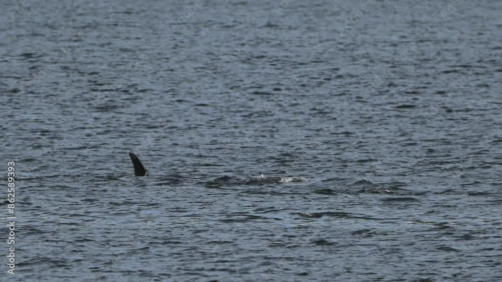 Orca killer whale in slow motion swimming, showing breathing with blowhole releasing air into the air, telezoom capture Orca killer whale in slow motion swimming, showing breathing with blowhole releasing air into the air, telezoom capture