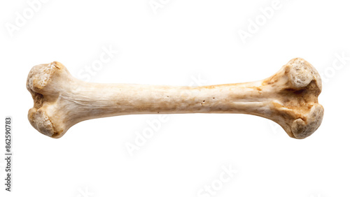 Single bone isolated on a white background