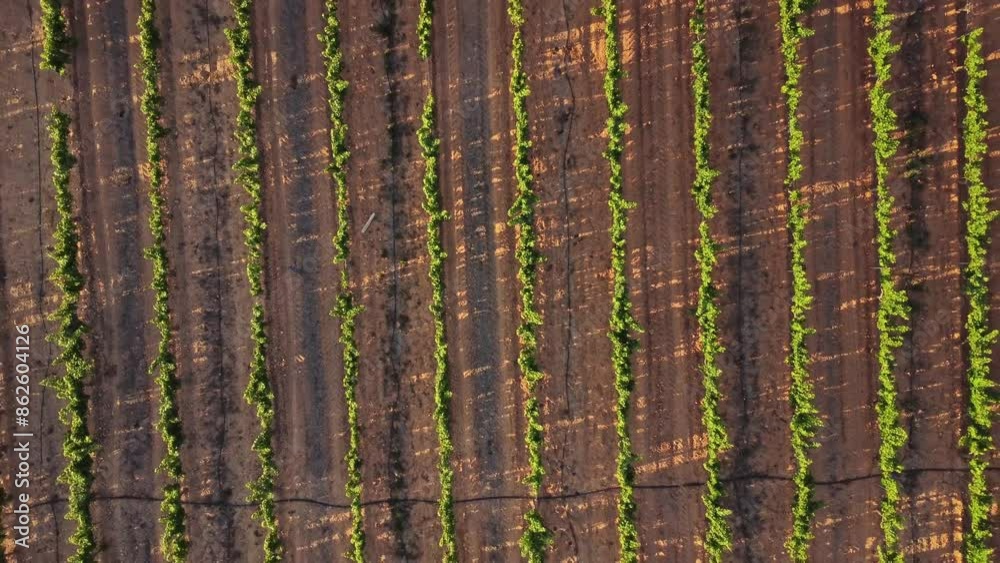 Aerial view moving away from green vineyards in the countryside