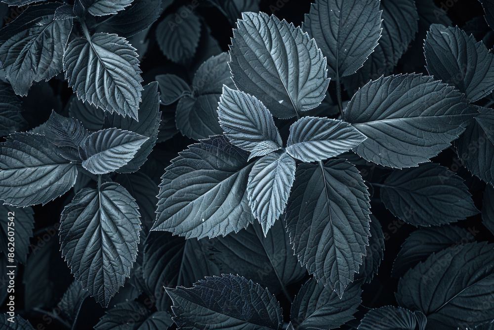 Fototapeta premium Black and white leaves pattern, abstract foliage texture background, monochrome nature concept for banner design or wallpaper. 