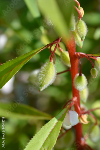 Garden balsam fruit