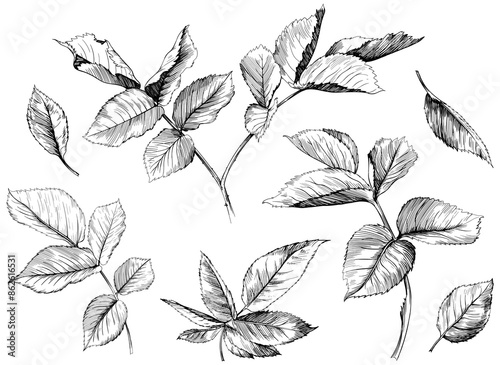 Hand drawn branch vintage illustration. Rose leaf isolated collection element on white background. Black and white hand drawn branch vintage engraved ink art.