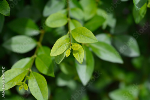 Wallpaper Mural Oval-leaved privet leaves Torontodigital.ca