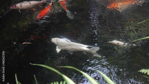 Golden fish swimming in pond and small waterfall