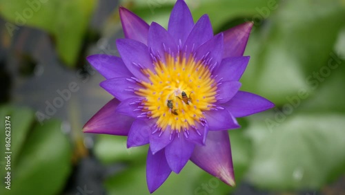 A purple lotus flower and bee. A purple lotus is one of the beautiful flower type.