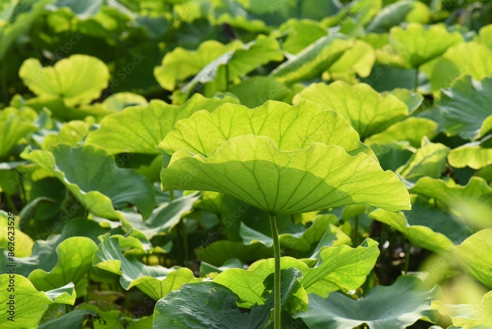 closeup on green lotus leaf