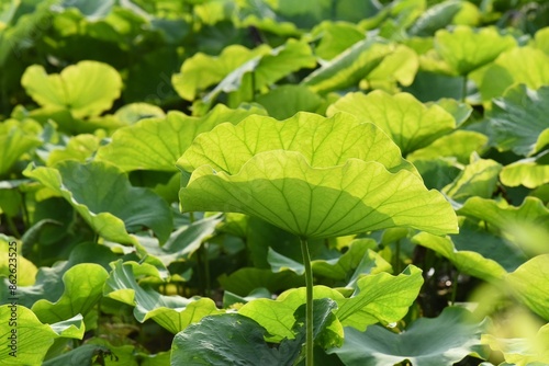 Obraz na płótnie closeup on green lotus leaf w salonie