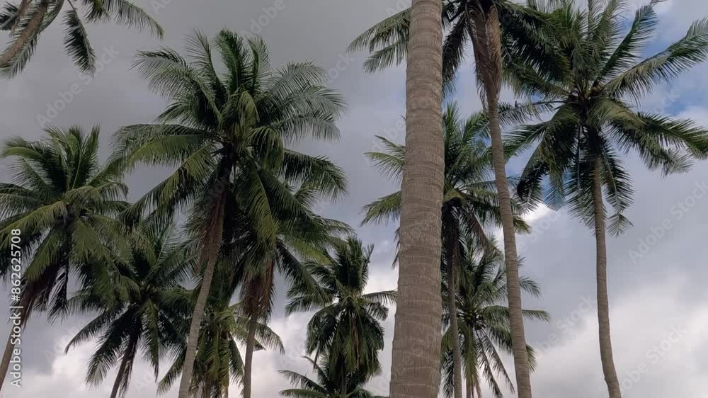 A scenic view of tall palm trees against a cloudy sky in Koh Samui A scenic view of tall palm trees against a cloudy sky in Koh Samui