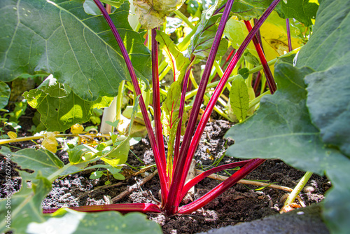  Rote Bete aus dem eigenen Garten selbst angebaut, homefarming  photo
