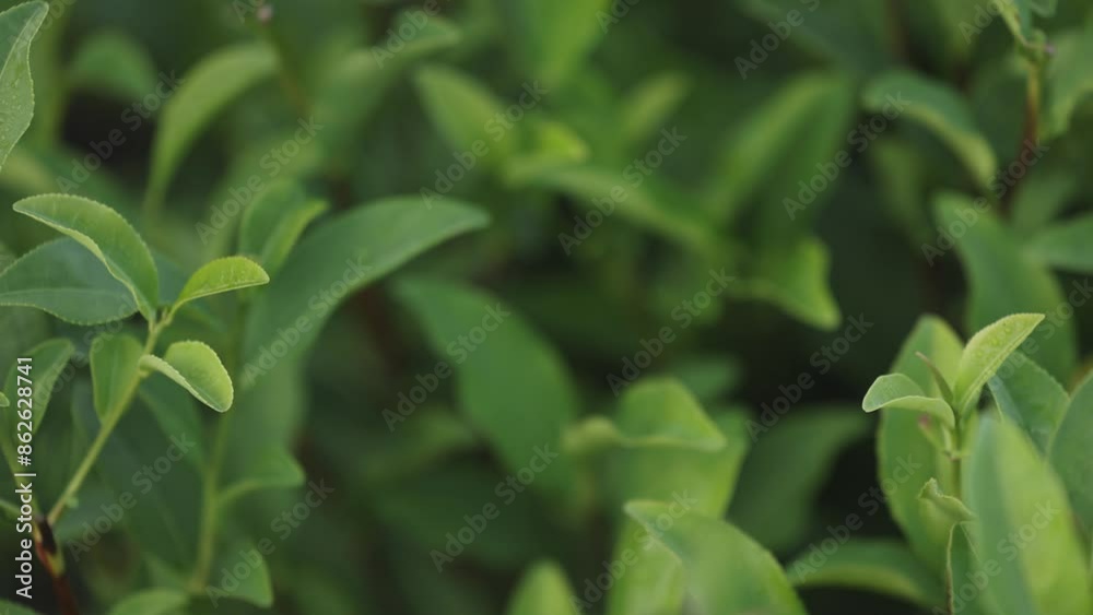 Tea leaves. Young green leaves on the tea bush close up. Tea bush on plantations in morning light. Raw materials for tea production plantations in the mountains. Slow motion video Tea leaves. Young green leaves on the tea bush close up. Tea bush on plantations in morning light. Raw materials for tea production plantations in the mountains. Slow motion video