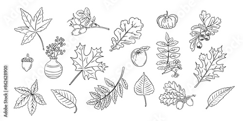 Autumn contour doodle set with leaves and berries. Monochrome seasonal botanical contour stickers. Vector clipart of sketchy drawings isolated on white background photo