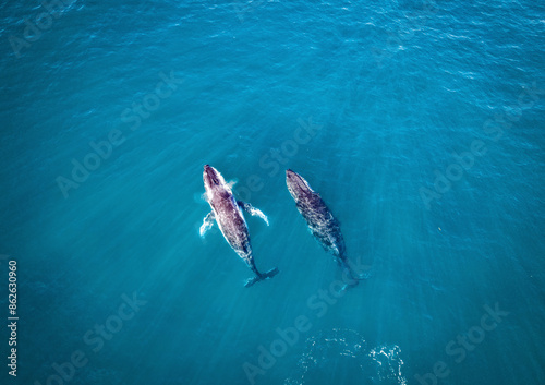 Aerial view of Humpback Whales swimming in the Coral Sea, Frenchmans Bay, Queensland, Australia. photo