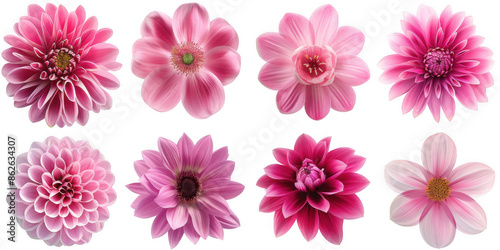 Collection of Eight Pink Flowers
