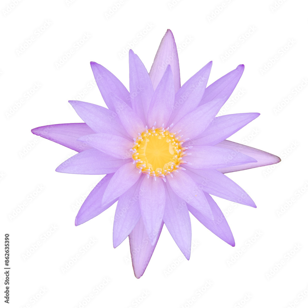 Fototapeta premium Lotus flower on isolated white