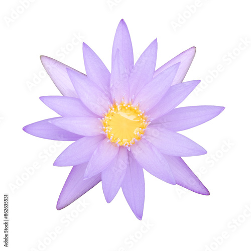 Lotus flower on isolated white