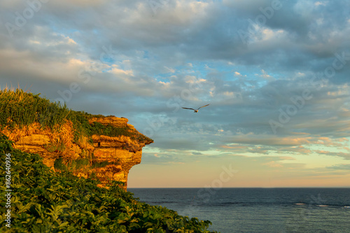 Low angle view of gull flying over the remote Île aux Perroquets (Parrots Island) during a sunny summer dawn in the Mingan Archipelago National Park Reserve, Quebec, Canada photo