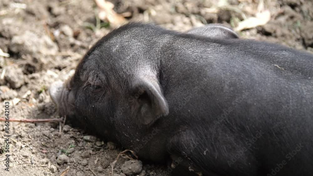 Black pigs in a sustainable enclosure. A sow with nursing piglets, all playing and walking on plant-covered soil, enjoying the sunny weather. Black pigs in a sustainable enclosure. A sow with nursing piglets, all playing and walking on plant-covered soil, enjoying the sunny weather.