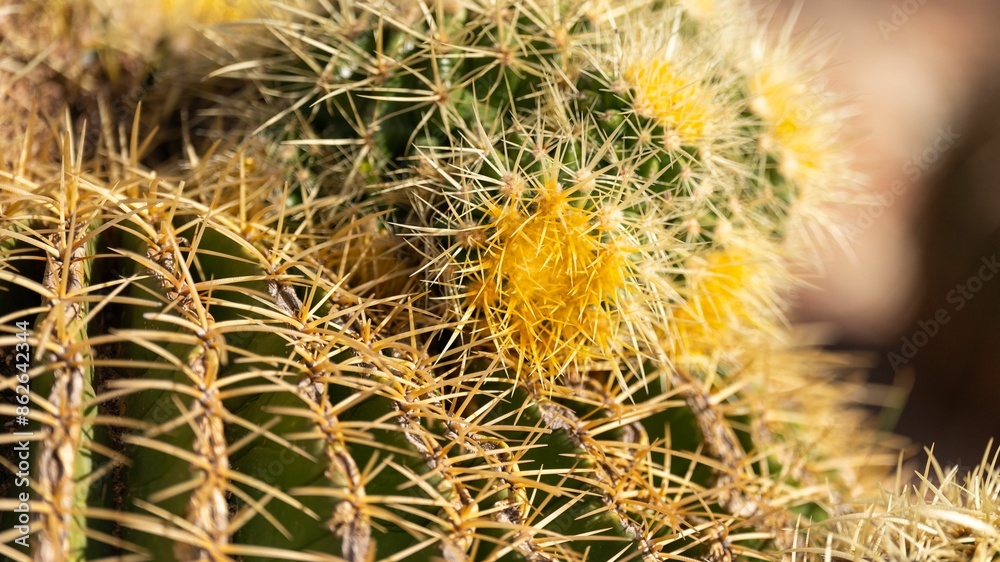 Yellow cactus in Frejus. Cactus jaune a Frejus France Yellow cactus in Frejus. Cactus jaune a Frejus France