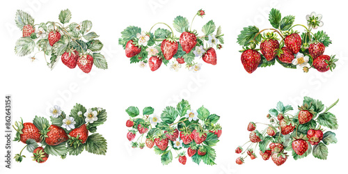 Two strawberries with leaves and flowers, vector illustration on a white background, high resolution with no text or symbols, bright and detailed colors in the realistic style of a watercolor painting