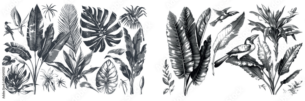 Fototapeta premium Heliconia bihai black and white clipart drawn in vintage engraving style