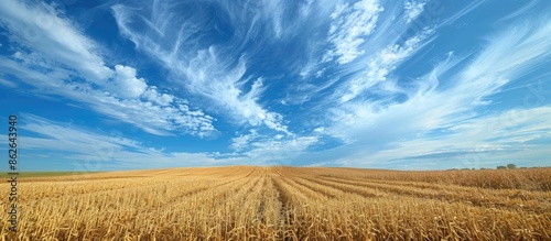 Southern Wisconsin's rural landscape features a picturesque field of harvested maize under a blue sky with clouds, ideal as a copy space image. photo