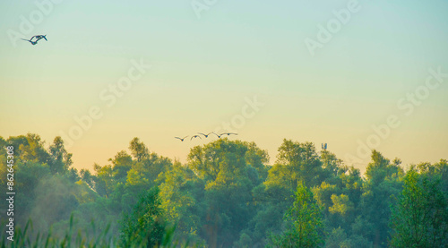 The edge of a lake with reed in wetland in summer at sunrise, Almere, Flevoland, The Netherlands, June 24, 2024