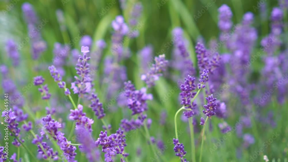 a blooming summer field with purple lavender flowers . The concept of growing medicinal plants used in medicine and cosmetology a blooming summer field with purple lavender flowers . The concept of growing medicinal plants used in medicine and cosmetology