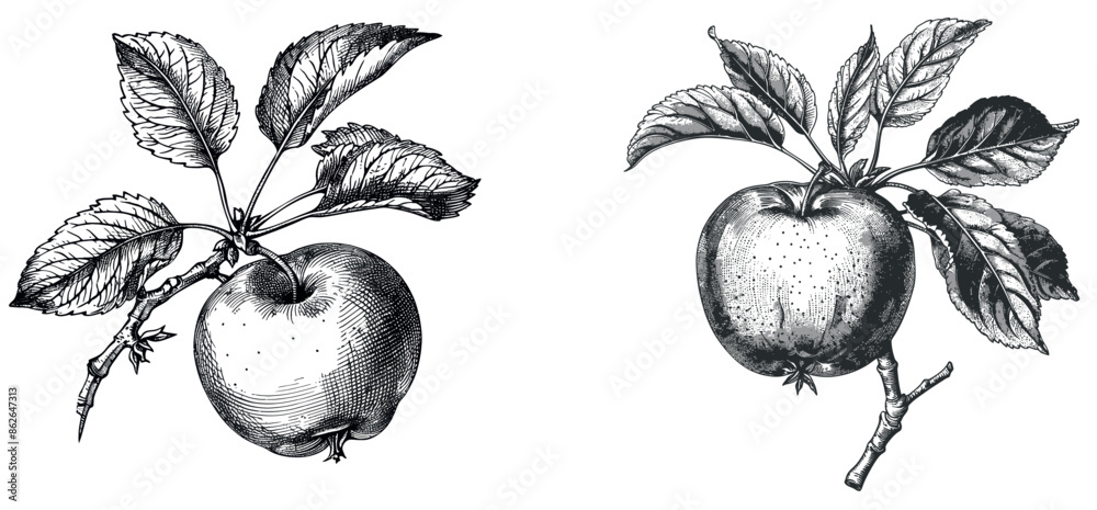 Fototapeta premium Clipart of an apple branch drawn by hand on a white background