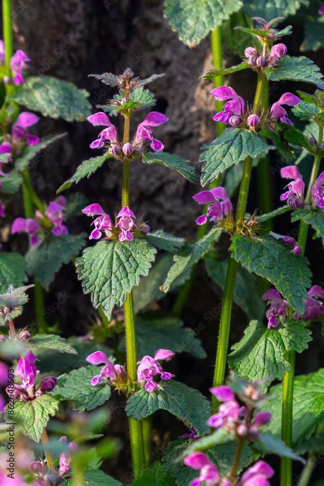 Pink flowers of spotted dead-nettle Lamium maculatum. Medicinal plants in the garden Pink flowers of spotted dead-nettle Lamium maculatum. Medicinal plants in the garden