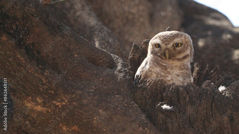 Fototapeta premium SPOTTED OWL