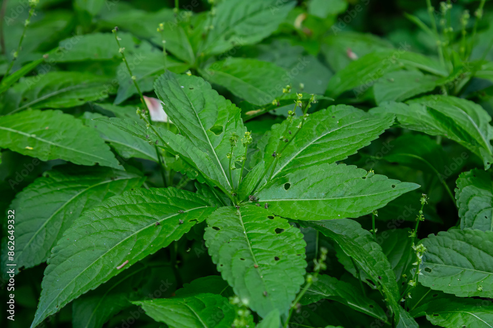 In the spring in the wild Mercurialis perennis grows in the forest In the spring in the wild Mercurialis perennis grows in the forest
