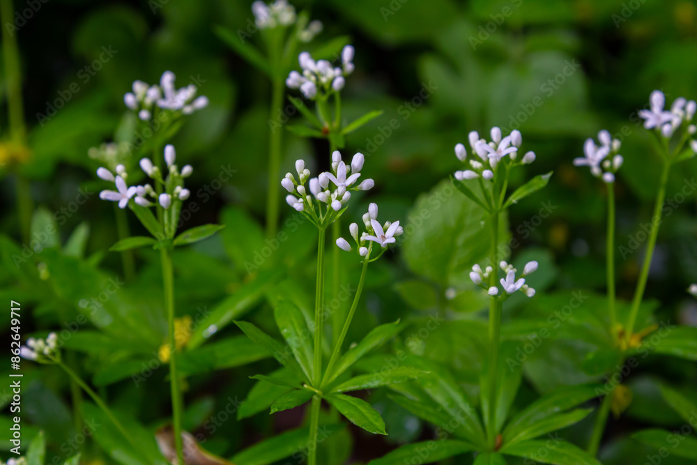 Woodruff, Galium odoratum is a spice and medicinal plant that grows in the forest Woodruff, Galium odoratum is a spice and medicinal plant that grows in the forest