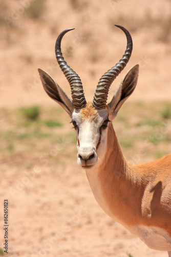 Kgalagadi Transfrontier Park one of the great parks of South Africa wildlife and hospitality in the Kalahari desert