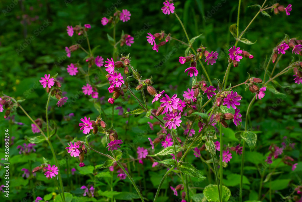 Silene dioica Melandrium rubrum, known as red campion and red catchfly, is a herbaceous flowering plant in the family Caryophyllaceae. Red campion Silene dioica Melandrium rubrum, known as red campion and red catchfly, is a herbaceous flowering plant in the family Caryophyllaceae. Red campion