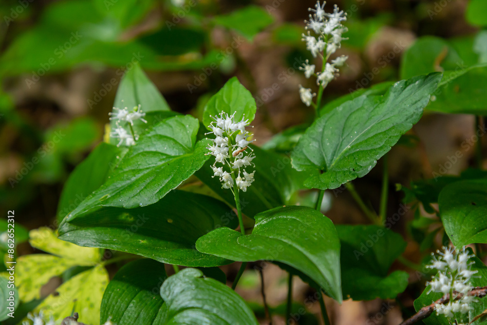 Maianthemum bifolium or false lily of the valley or May lily is often a localized common rhizomatous flowering plant. Growing in the forest Maianthemum bifolium or false lily of the valley or May lily is often a localized common rhizomatous flowering plant. Growing in the forest