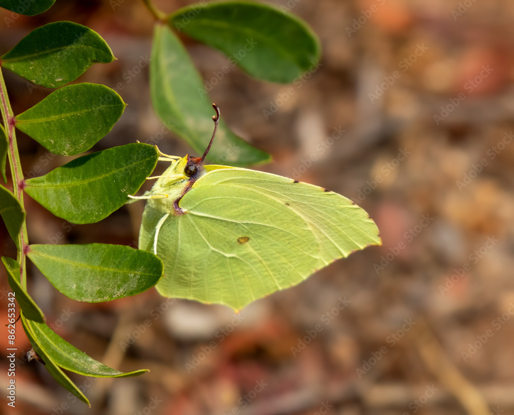 Butterfly blending in with camouflage wings amongst the leaves Butterfly blending in with camouflage wings amongst the leaves