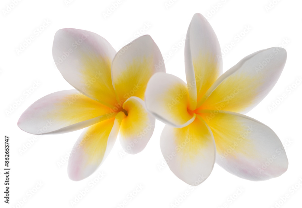 Naklejka premium White Frangipani flowers