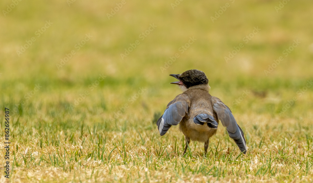 Iberian magpie juvenile in a garden in Portugal Iberian magpie juvenile in a garden in Portugal