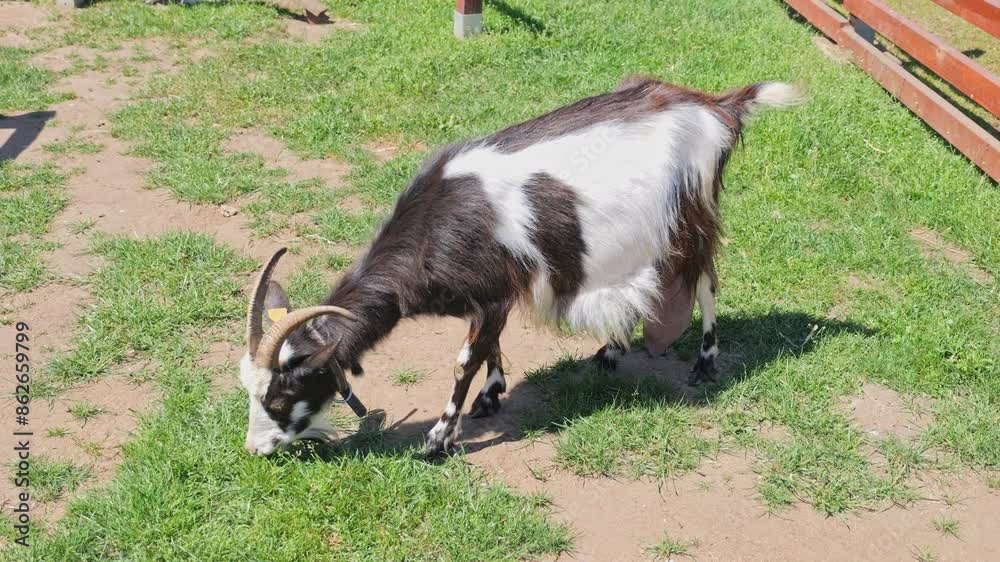 A well-cared-for goat grazes on grass in a wooden-fenced pen. It's a sunny day on an organic farm, dedicated to eco-friendly goat milk production. A well-cared-for goat grazes on grass in a wooden-fenced pen. It's a sunny day on an organic farm, dedicated to eco-friendly goat milk production.