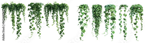 Ivy vines on wall png isolated on transparent background. Modern illustration of Hedera plant with green leaves, home interior, garden landscaping or floral design element.