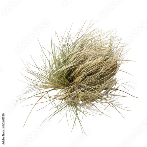 Grass Tuft