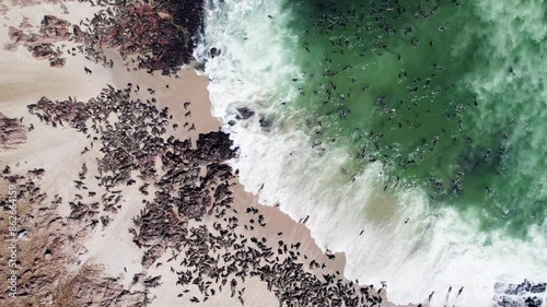 Seals in Namibia. The Cape fur seal colony at Cape Cross, Skeleton coast in Namibia, Africa. Drone footage 4K Dlog to Rec.709