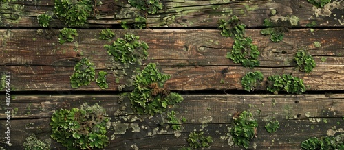 An aged wooden backdrop with a lush green lichen covering, presenting an appealing copy space image.