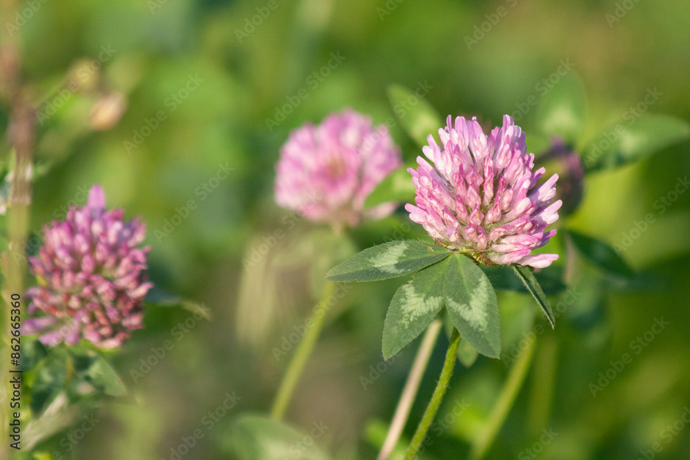 Fototapeta premium wild flowers in summer 