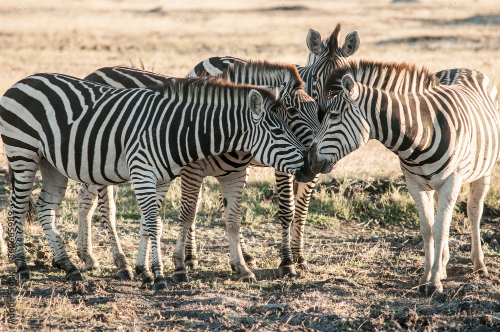 View of zebra herd grazing in savanna, Hwange National Park, Zimbabwe. View of zebra herd grazing in savanna, Hwange National Park, Zimbabwe.