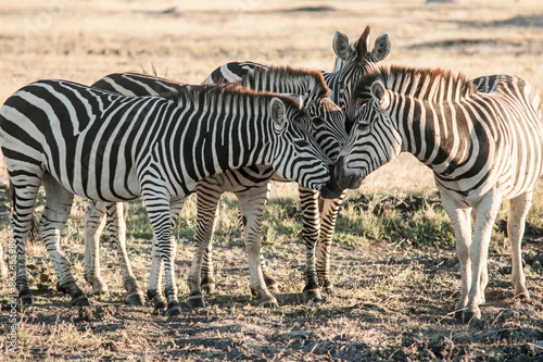 View of zebra herd grazing in savanna, Hwange National Park, Zimbabwe. photo