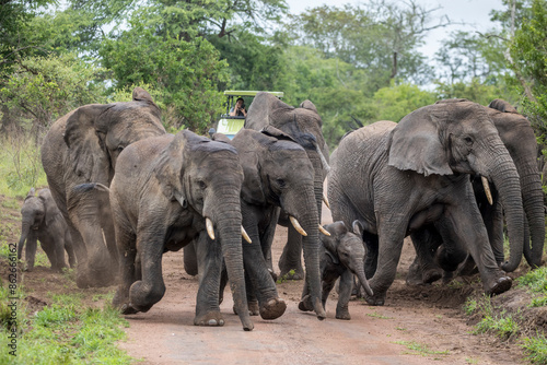 View of elephants and safari vehicle in Akagera National Park, Rwanda. photo