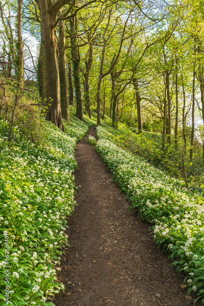 View of Woodlands and wild garlic with path and trees, Polkerris, Cornwall, United Kingdom.